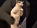 #shorts #funnycats #catcomedy #viral #trending #catfails #funnyanimals #pets #viralshorts #catvideo