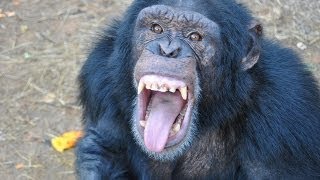 Chimpanzees interesting Argue and Wrestle