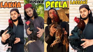 Friday Aseel Murga Mandi New Update || High Quality Birds