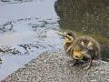 驚異的なジャンプ力のカルガモ雛鳥 DSCN9590
