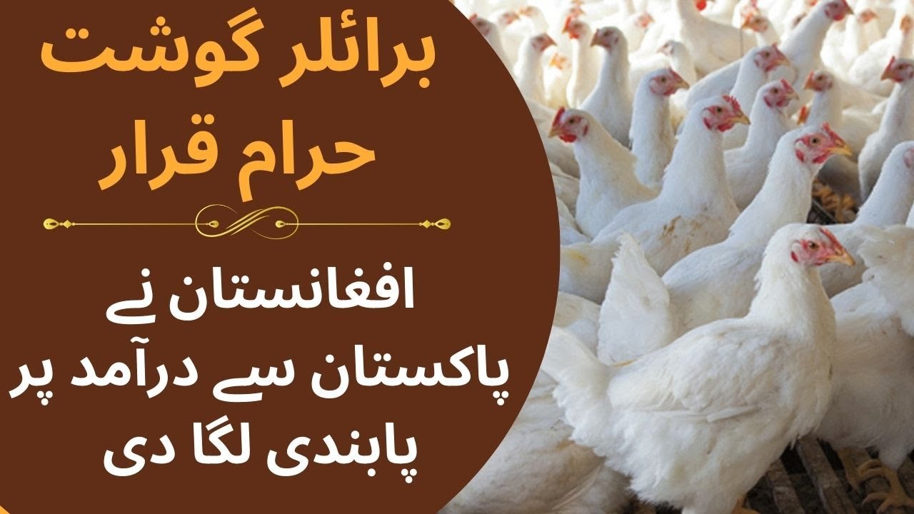 "Chicken Import Ban: Afghanistan Declares Pakistani Poultry Haram, Imposes Restrictions"