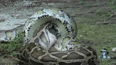 Python eats Alligator 03   Time Lapse   Reverse