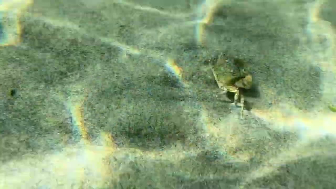 Underwater life-Pacific Ocean-Vancouver Island