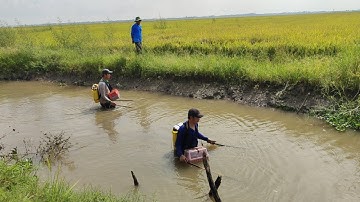 xiệt cá mùa lúa chín được nhiều cá lóc cá trê trắng 