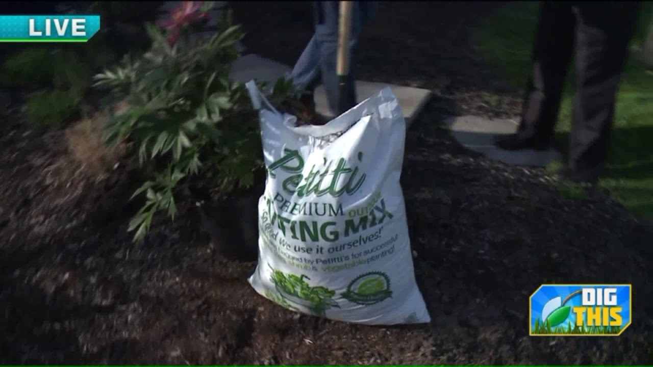 Early Spring Color & Planting Tips