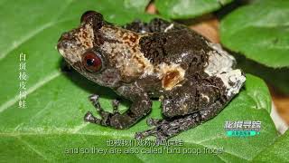 Discovering Mysteries Episode 1: Dotted Bubble-Nest Frog