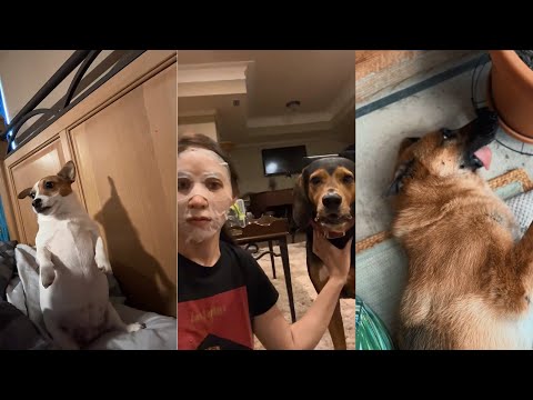 Video: 37 girtuokliniai šunys, kurie negali tvarkyti savo šuns alaus
