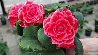 Roberta's 4-Piece Giant AmeriHybrid Begonias on QVC