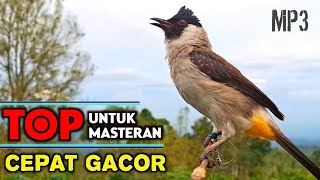 Download lagu Suara Burung Kutilang Garuda Cocok Untuk Masteran Cepat Gacor