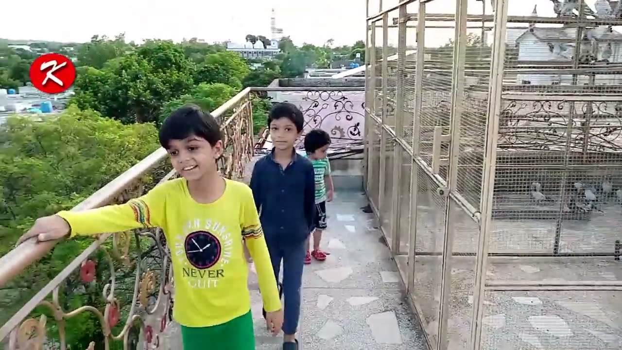 Pigeon Video | Pigeon Vlog | Kabooter ki video | pigeon video | pigeon vlog | kabooter ki video