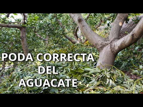 Video: Cómo podar un árbol de aguacate