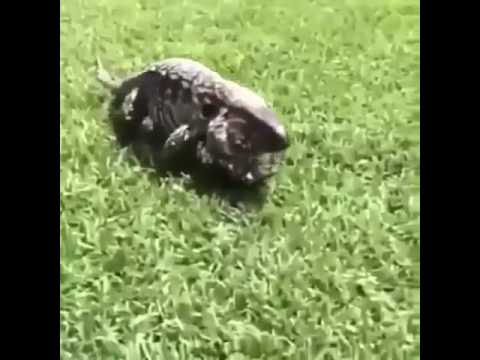 آفتح الفيديو اذا نتة شجاع