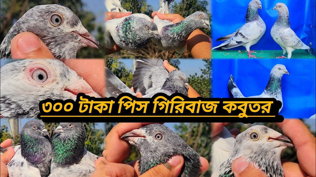 #কম দামে সেরা গিরিবাজ কালেকশন কিনুন শাওন ভাইয়ের কাছ থেকে ডিম বাচ্চা গ্যারান্টি সহকারে #@