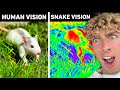 How Animals See The World