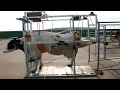 🐄COWS HOOF CLEANING 🐄 Cows Farm Hoof Trimming Chute How to keep cow hooves healthy