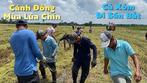 Về Vĩnh Long Theo Máy Cắt Bắt Chuột Trên Cánh Đồng Mùa Lúa Chín Lai Rai Toàn Đặc Sản | Cldv #123