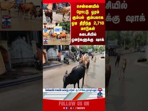 Thumbnail for chennai | cattle | cow | thanthitv