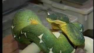 Criador de Cobras.mpg