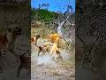 Lion vs Hyenas #animals #video #wildlife #lion #youtubeshorts #hyena #safari #nature #catshorts