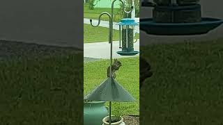 Cookie's Enemy (Squirrel Baffle baffles no squirrel) - 9/10/2024