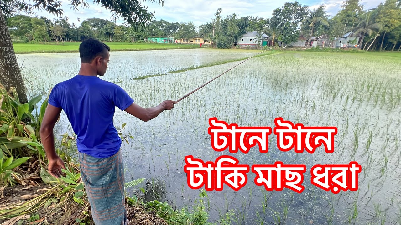 Traditional Village Hook Fishing😱✅ Bamboo Rod fishing ✅টানে টানে টাকি মাছ ধরা কেচু দিয়ে