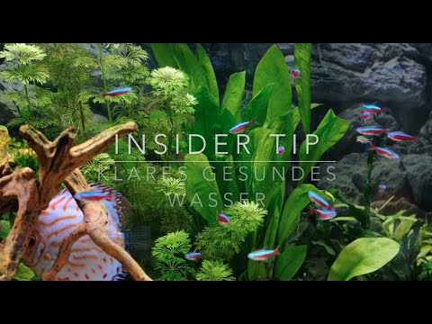 Sauberes Klares Gesundes Wasser und Fische für dein Aquarium Aquascape mit Söll Teichfit