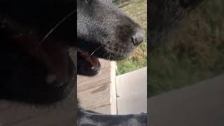 WILLIS WAILING SOULS #hernameiswillis #willisishername #fyly #reincarnate #reincarnation #willislove