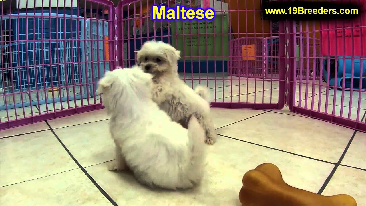 Maltese, Puppies, For, Sale, In, Kearney, Nebraska, NE, Fremont