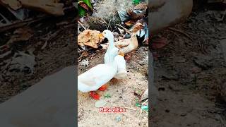 #Batakavideo🪿🪿 #funny #comedy #automobile#Bata#love #ekmotahathighumechala #video #dancemusic