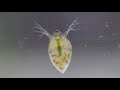 【ゆっくりで学ぶ？】実は一つ目！身近にいるけど知らないミジンコ