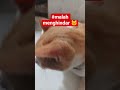 Tau kalo di videoin, malah menghindar 🐱 #cat #kucing #mewers #catlove