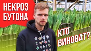 картинка: Некроз бутона. Максим Веревкин о том, кто виноват.