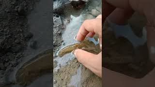 Download Lagu ada udang di balik batu 🦐😂#mancing #cariikan #udang #fishing #fish #phannphuyfishing #funnyanimal MP3 Download Lagu ada udang di balik batu 🦐😂#mancing #cariikan #udang #fishing #fish #phannphuyfishing #funnyanimal MP3