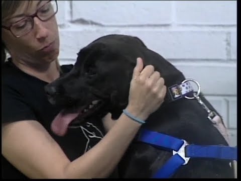 Huella a Huella busca familia para Kara, una perra cariñosa