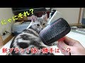 【愛猫】新しいブラシの使い心地は…？