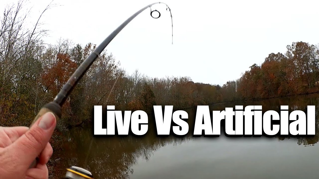 Fishing for Cold Weather Bass Live Bait VS Artificial Lure YouTube