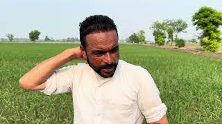 23 ਦਿਨਾ ਦਾ 28p67 | ਕਿੰਨੀਆ ਸ਼ਾਖਾਵਾ ਨਿਕਲੀਆ ਤੇ ਕੀ ਕੁਝ ਪਾਇਆ । condition of 30 days of pioneer 28p67