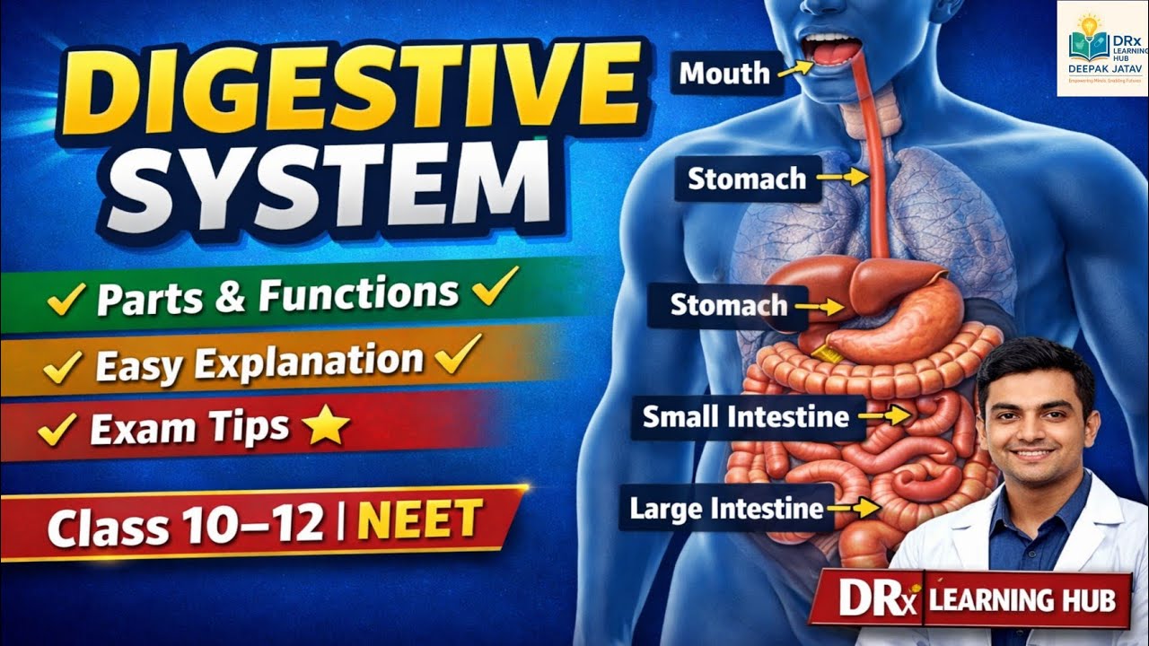 Digestive System Explained | Human Digestive System | Biology Class 10–12 | DRx Learning Hub