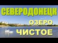 СЕВЕРОДОНЕЦК | Озеро ЧИСТОЕ. Лебеди на Чистом озере 2020