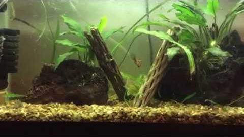 How to Attach a Java Fern to Rock