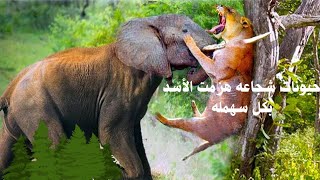 حيونات شجاعه يمكنها هزيمه الأسود 🦁🦁بكل سهوله والانتصار عليه😨 screenshot 2