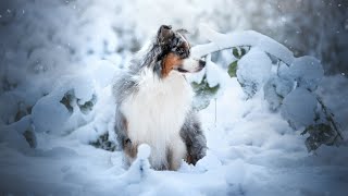 The Perfect Guardian An Introduction to Australian Shepherds