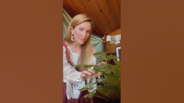 Introducing Playtronica’s magical new device: #BIOTRON 🪴🎶 #playtronica #bioelectricity #midi