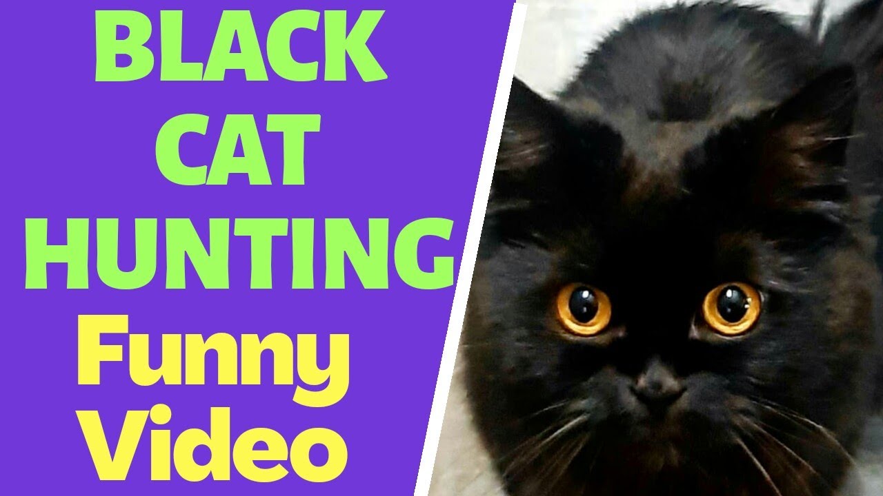 Black cat hunting | black cats | funny cat videos | black Persian cat