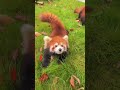 WOW Adorable Red Panda Amsr Foryou Ailurusfulgens Redpanda Fpy Zoo Cute