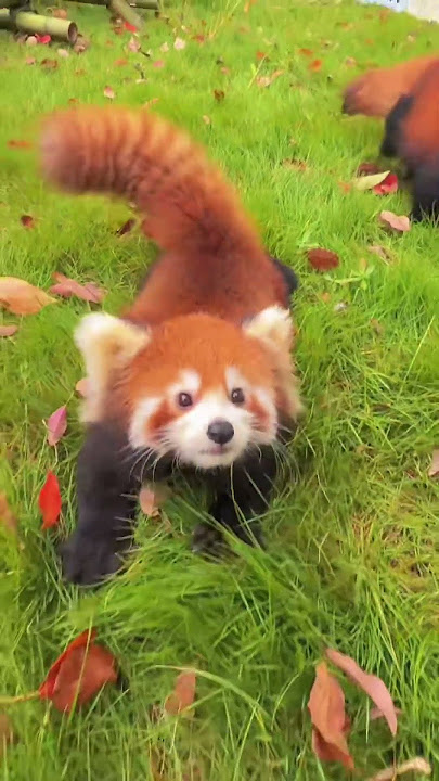 WOW!!! adorable red panda🍼🍼🍼 #amsr #foryou #ailurusfulgens #redpanda #fpy #zoo #cute