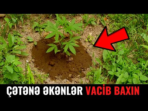 Video: Ən yaxşı nar növləri: təsviri