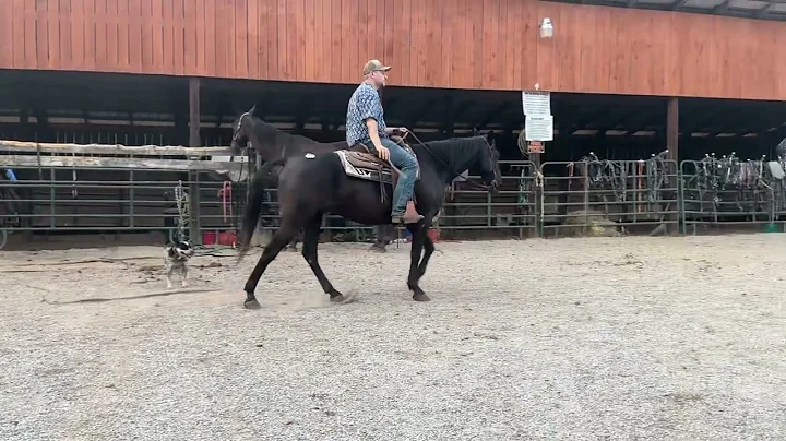 Sold 914 standardbred gelding branded 15.2 H deadline 9/22/25 $975 plus $40 Coggins ￼