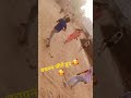 बचपन शानदार बनाते हुए - 🥰🥰❤️❤️🥳🥳 #trending #viralvideo #viral2024 #kheloindia #jorawarpura #rj31
