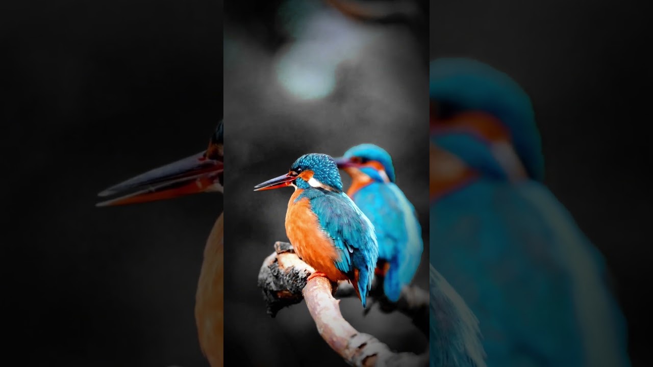 #kingfisher